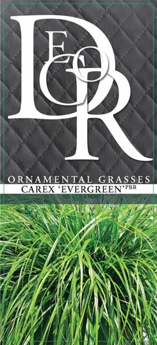 Carex oshim. 'Evergreen' - C2